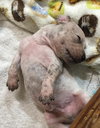 Fs Litter Tony - ADOPTED 11.26.18