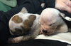 Fs Litter Tony - ADOPTED 11.26.18