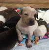 Fs Litter Tony - ADOPTED 11.26.18