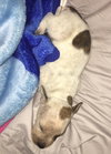 Fs Litter Tony - ADOPTED 11.26.18