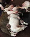 Fs Litter Tony - ADOPTED 11.26.18