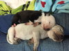 Fs Litter Tony - ADOPTED 11.26.18