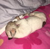 Fs Litter Tony - ADOPTED 11.26.18