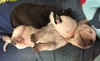 Fs Litter Tony - ADOPTED 11.26.18