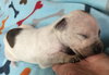 Fs Litter Tony - ADOPTED 11.26.18