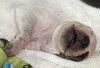 Fs Litter Tony - ADOPTED 11.26.18