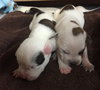 Fs Litter Tony - ADOPTED 11.26.18