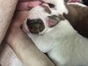 Fs Litter Tony - ADOPTED 11.26.18