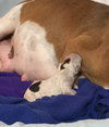 Fs Litter Tony - ADOPTED 11.26.18