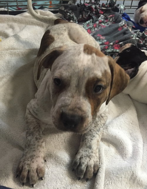 Fs Litter Tony - ADOPTED 11.26.18