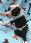 Fs Litter Bessie - ADOPTED 11.26.18