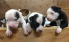 Fs Litter Bessie - ADOPTED 11.26.18