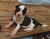 Fs Litter Bessie - ADOPTED 11.26.18