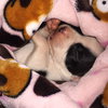 Fs Litter Bessie - ADOPTED 11.26.18