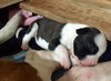 Fs Litter Bessie - ADOPTED 11.26.18