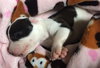 Fs Litter Bessie - ADOPTED 11.26.18