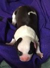 Fs Litter Bessie - ADOPTED 11.26.18
