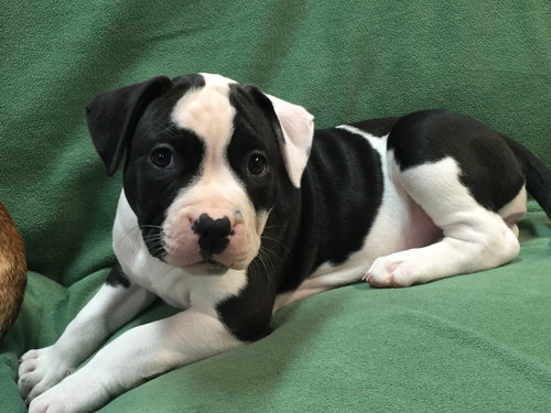 Fs Litter Bessie - ADOPTED 11.26.18