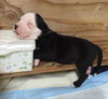 Fs Litter Earl - ADOPTED 12.03.18