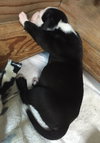 Fs Litter Earl - ADOPTED 12.03.18