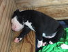 Fs Litter Earl - ADOPTED 12.03.18
