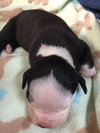 Fs Litter Earl - ADOPTED 12.03.18