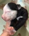 Fs Litter Earl - ADOPTED 12.03.18