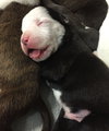 Fs Litter Earl - ADOPTED 12.03.18