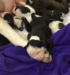 Fs Litter Earl - ADOPTED 12.03.18