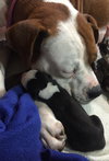Fs Litter Earl - ADOPTED 12.03.18