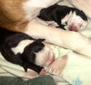 Fs Litter Earl - ADOPTED 12.03.18