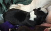 Fs Litter Earl - ADOPTED 12.03.18