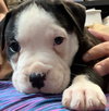 Fs Litter Earl - ADOPTED 12.03.18