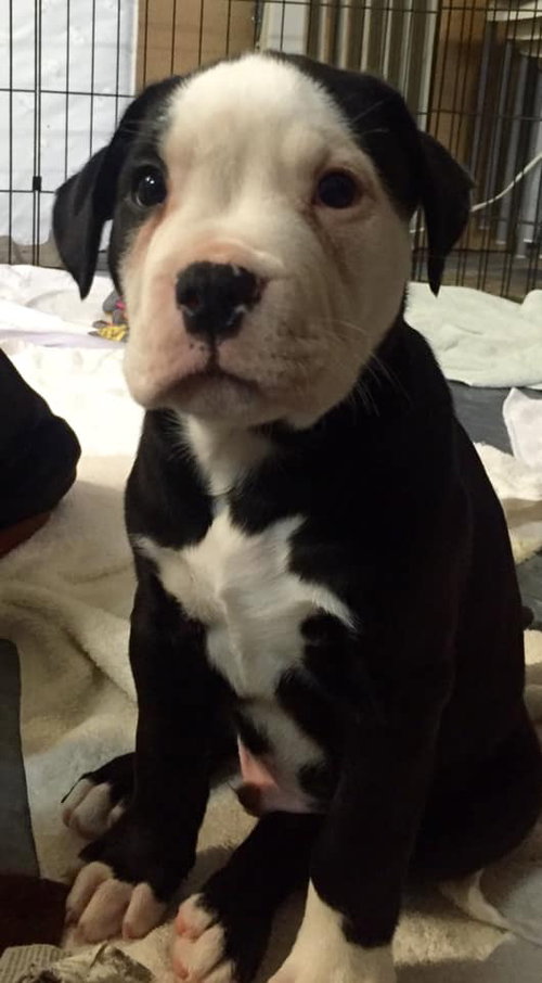 Fs Litter Earl - ADOPTED 12.03.18
