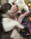 Fs Litter Humphry - ADOPTED 11.26.18