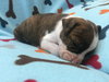 Fs Litter Humphry - ADOPTED 11.26.18