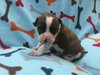 Fs Litter Humphry - ADOPTED 11.26.18