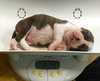 Fs Litter Humphry - ADOPTED 11.26.18