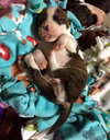 Fs Litter Humphry - ADOPTED 11.26.18