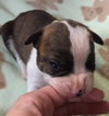 Fs Litter Humphry - ADOPTED 11.26.18