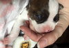 Fs Litter Humphry - ADOPTED 11.26.18
