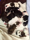 Fs Litter Humphry - ADOPTED 11.26.18