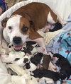 Fs Litter Humphry - ADOPTED 11.26.18