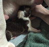 Fs Litter Humphry - ADOPTED 11.26.18