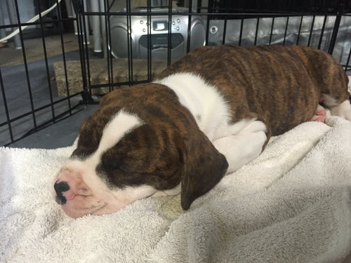 Fs Litter Humphry - ADOPTED 11.26.18