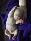 Fs Litter - Matty ADOPTED 12.05.2018