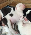 Fs Litter - Matty ADOPTED 12.05.2018