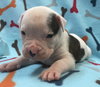 Fs Litter - Matty ADOPTED 12.05.2018
