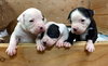 Fs Litter - Matty ADOPTED 12.05.2018