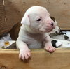 Fs Litter - Matty ADOPTED 12.05.2018